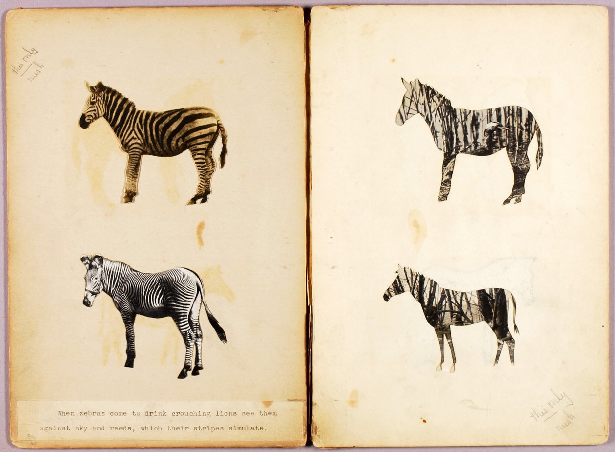 Zebre, cartella di studio per il libro Nascondere la colorazione nel regno animale da Abbott Handerson Thayer
