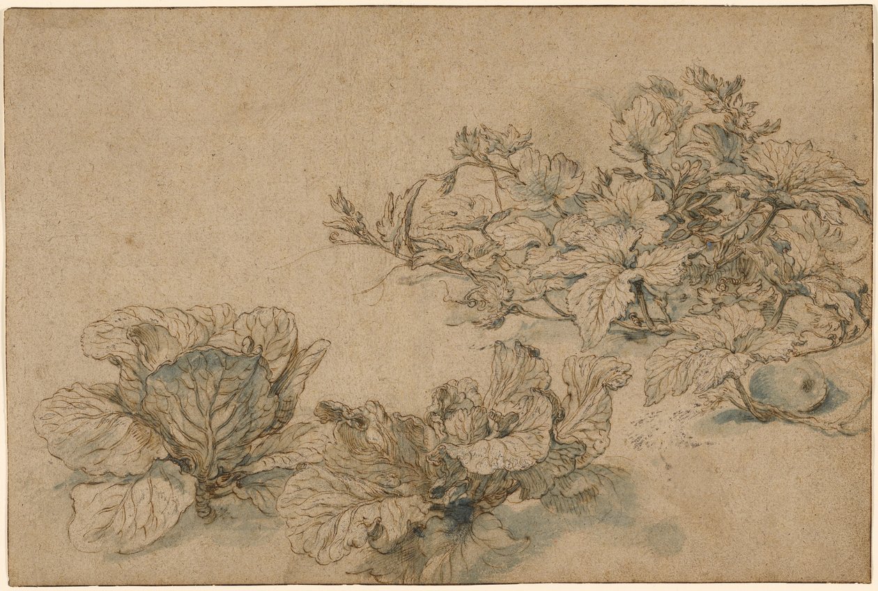 Studi su una pianta da midollo e sui cavoli da Abraham Bloemaert