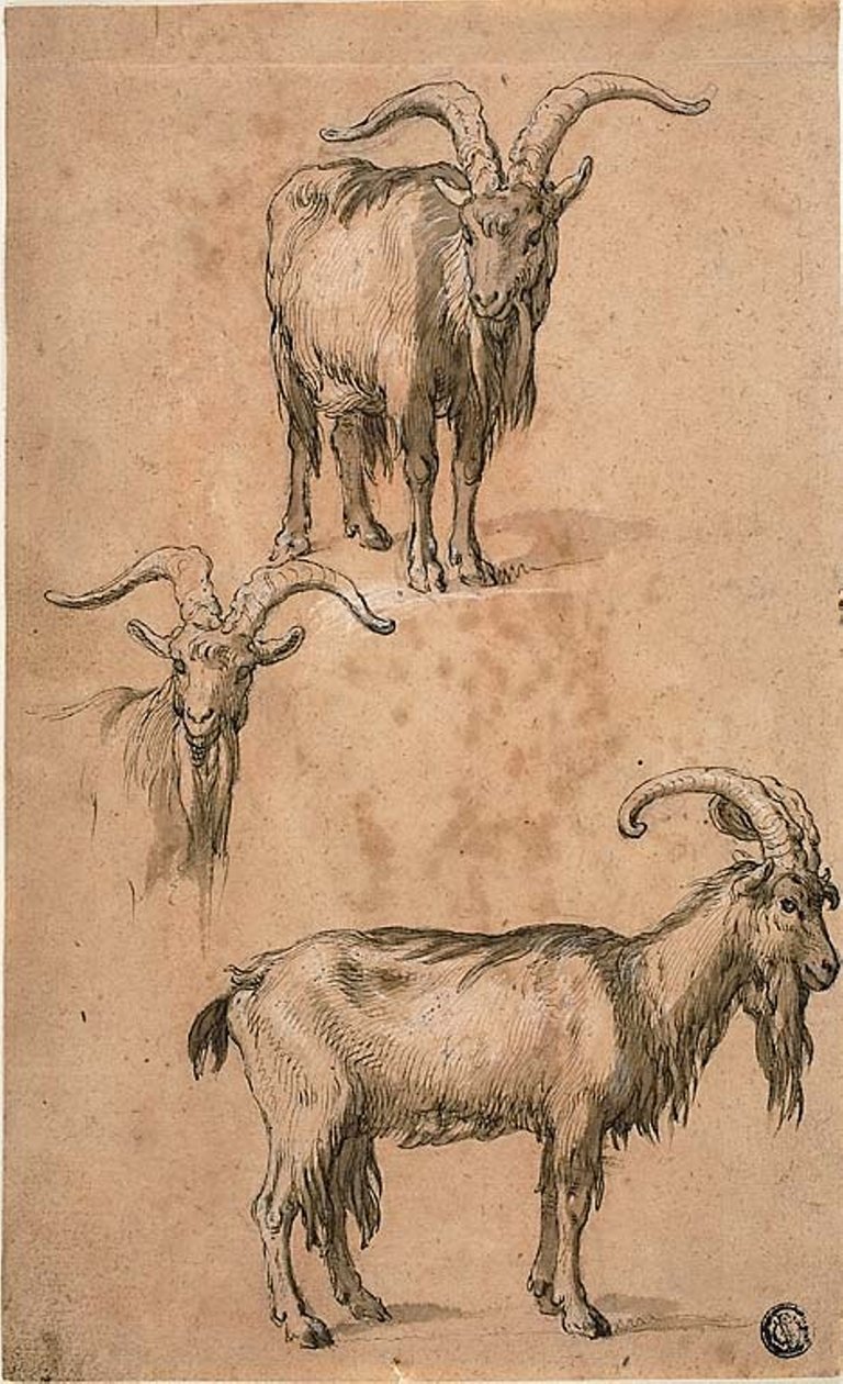 Tre schizzi di una capra (recto) Drappeggio di figura femminile in piedi (verso) da Abraham Bloemaert