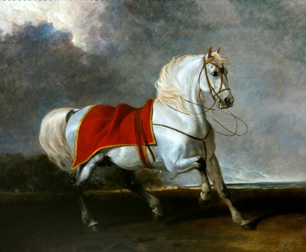 Cavallo grigio sellato spaventato da una tempesta, chiamato 
