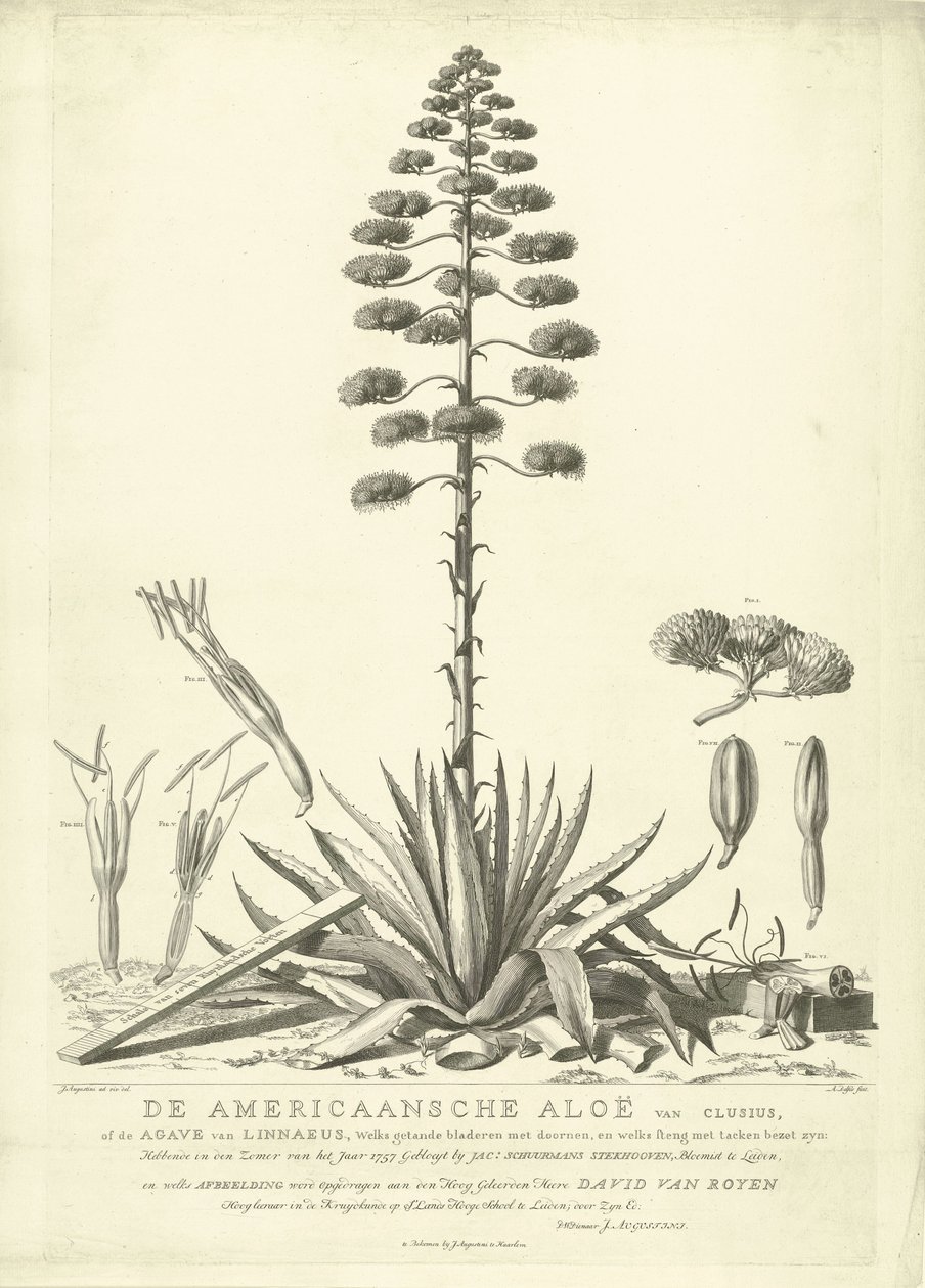 Aloe americana in fiore, 1757 da Abraham Delfos
