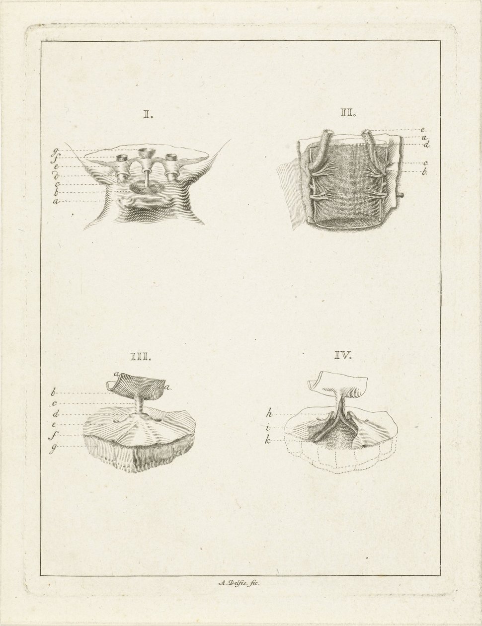 Sezioni di piante da Abraham Delfos