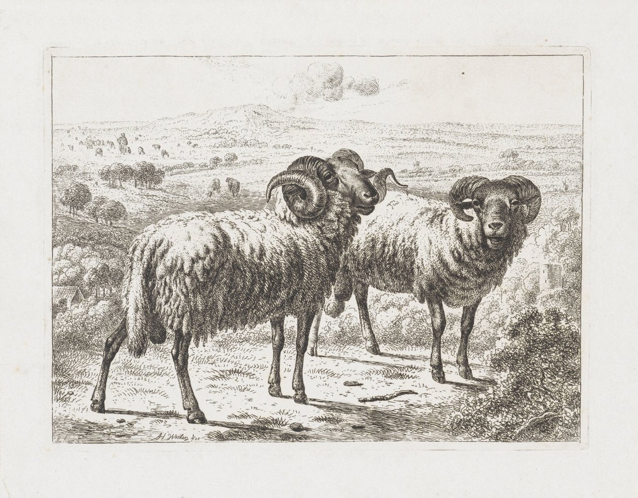 Due arieti da Abraham Hendrik Winter