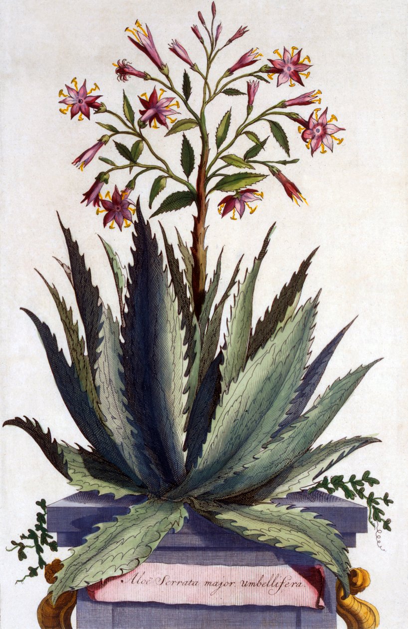Aloe Serrata major umbellifera, da 