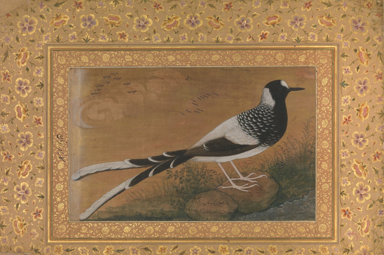 Spotted Forktail, Folio dallo Shah Jahan Album, recto: ca. 1610-15, verso ca. 1540 da Abu al Hasan