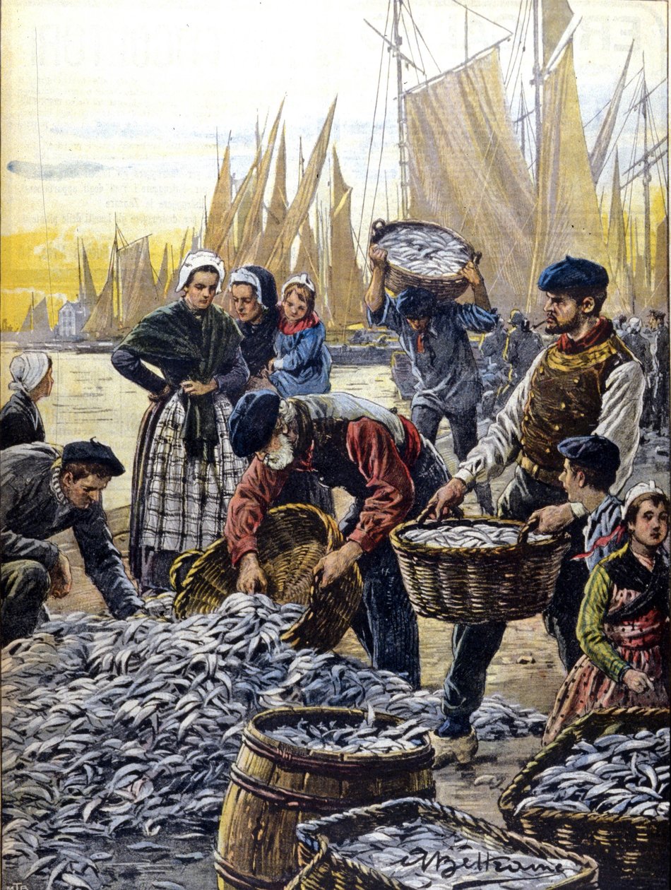 Pesca delle sardine in Bretagna nel 1903 illustrazione di Achille Beltrame da Achille Beltrame