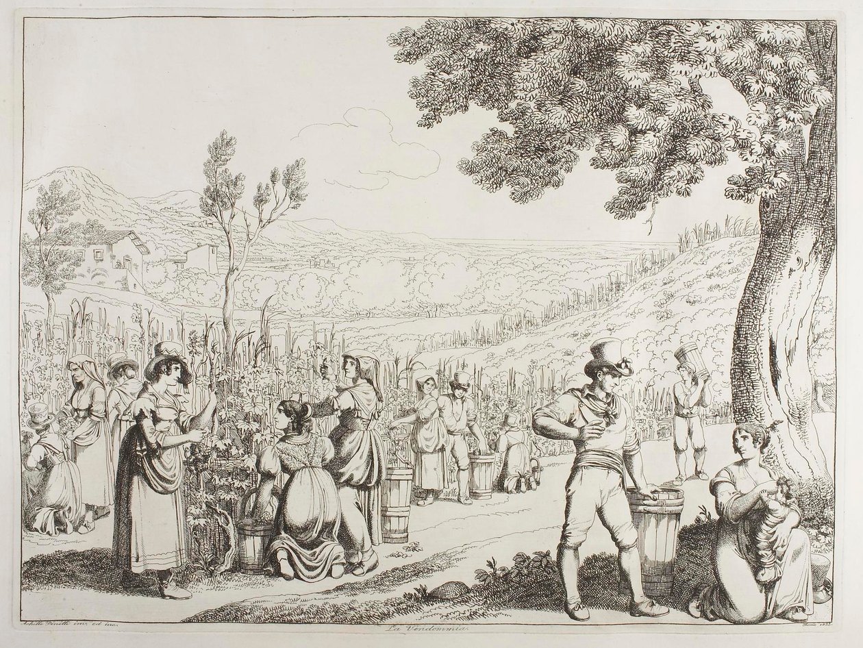 La vendemmia da Achille Pinelli