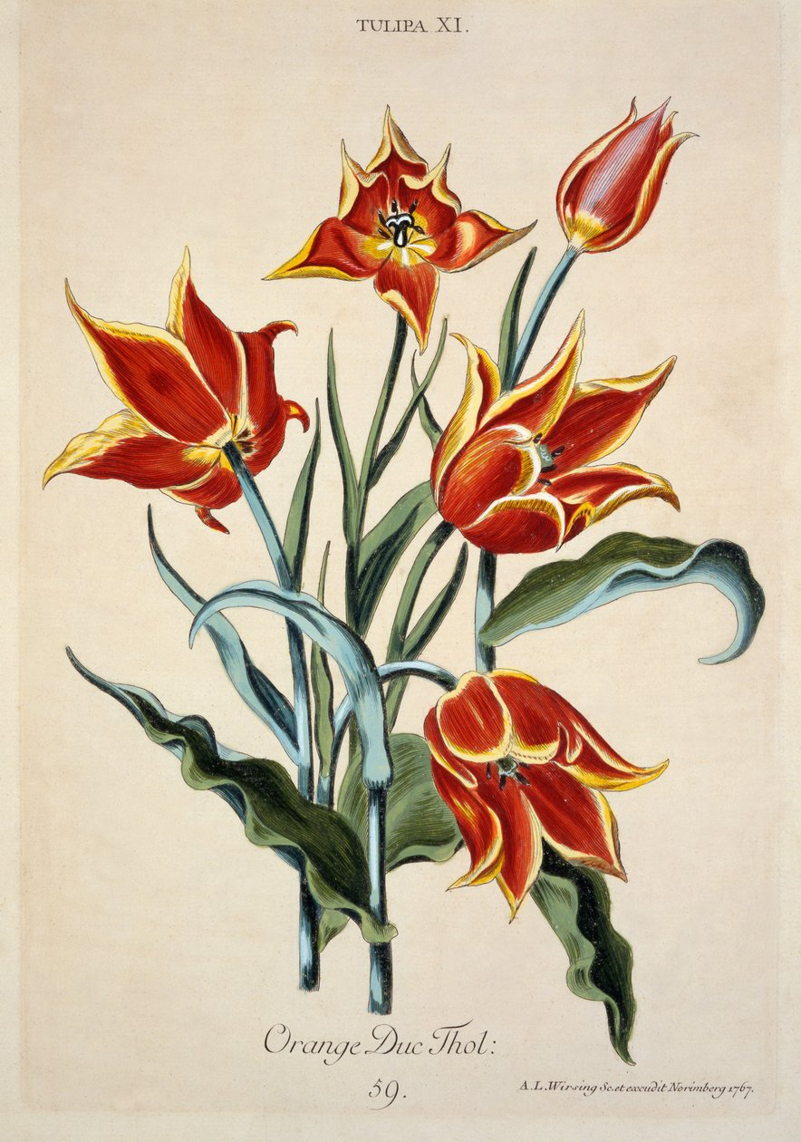 Tulipano arancione, da 