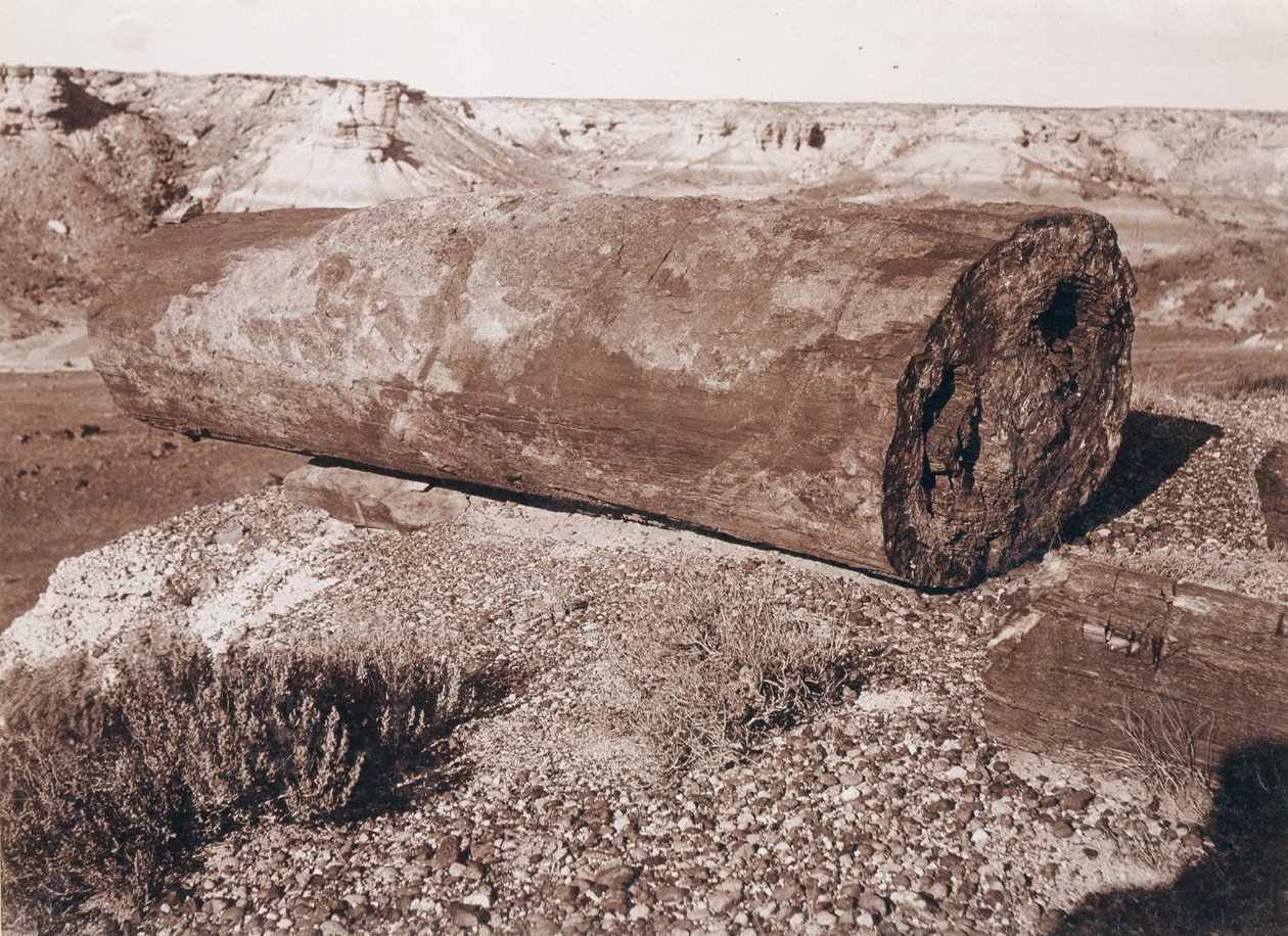 Il grande cannone di tronchi nella foresta pietrificata da Adam Clark Vroman