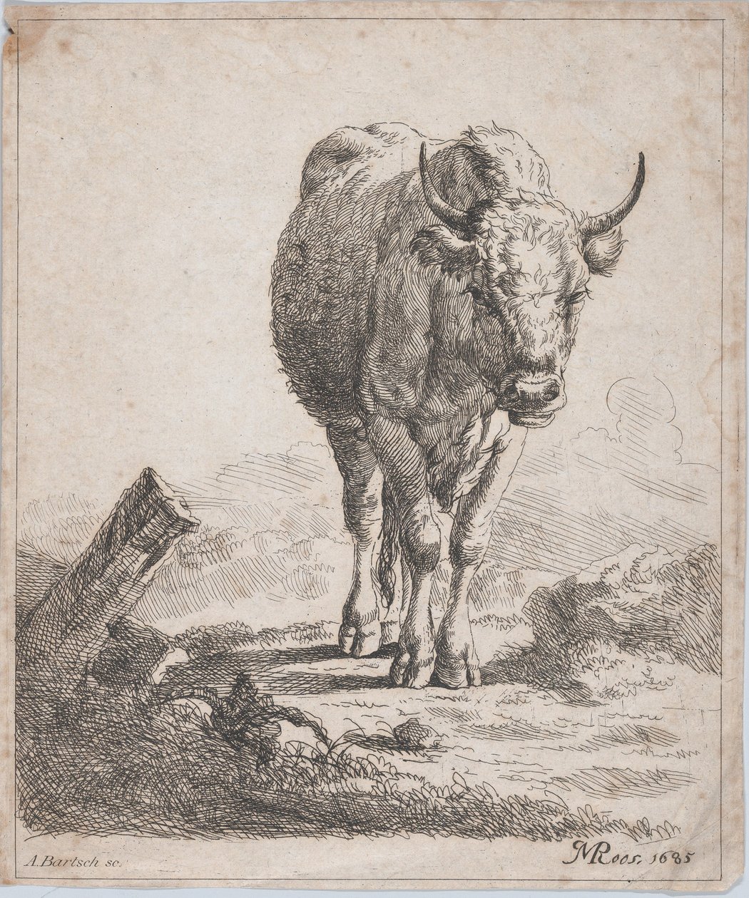Una mucca vista di fronte, 1805 da Adam von Bartsch