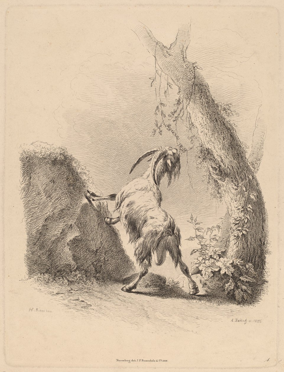 Capra in un paesaggio, 1805 da Adam von Bartsch