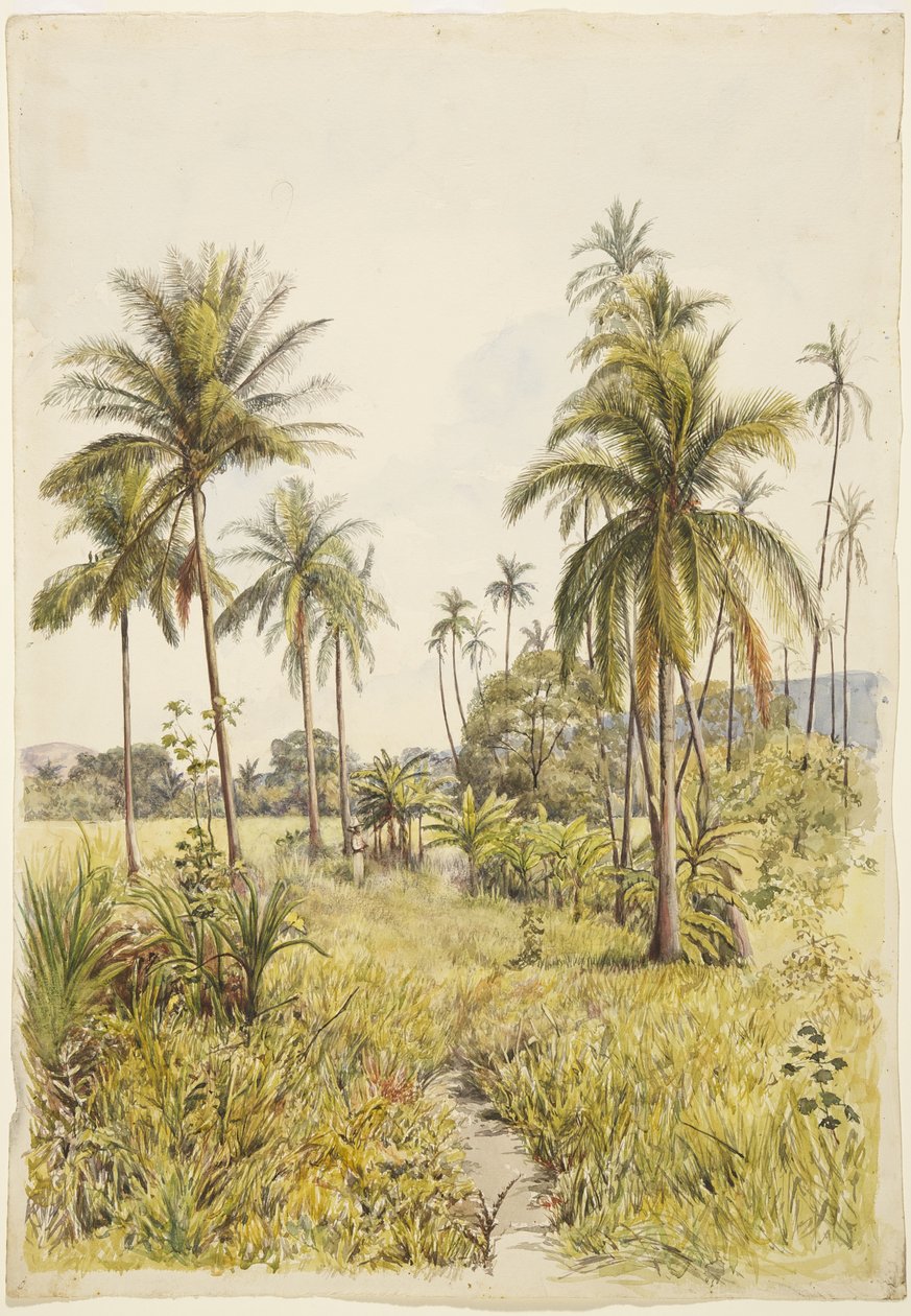 Palme, Colima da Adela Breton