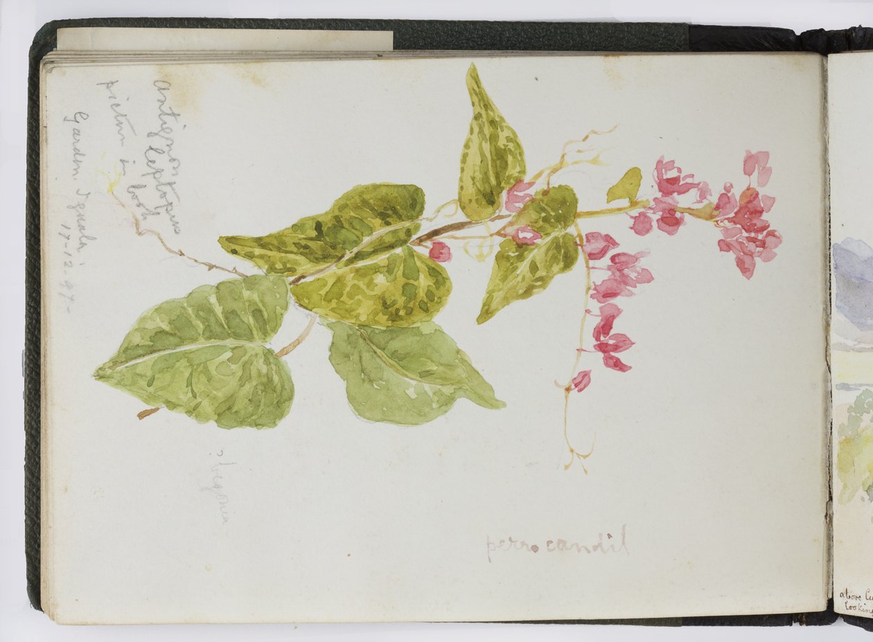 Taccuino di acquerelli, disegni e appunti, Messico, 1896-1898 da Adela Breton