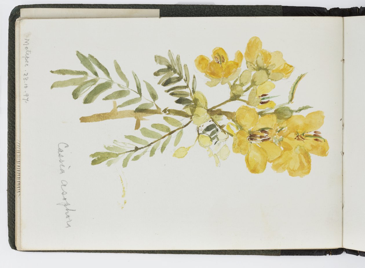 Taccuino di acquerelli, disegni e appunti, Messico, 1896-1898 da Adela Breton