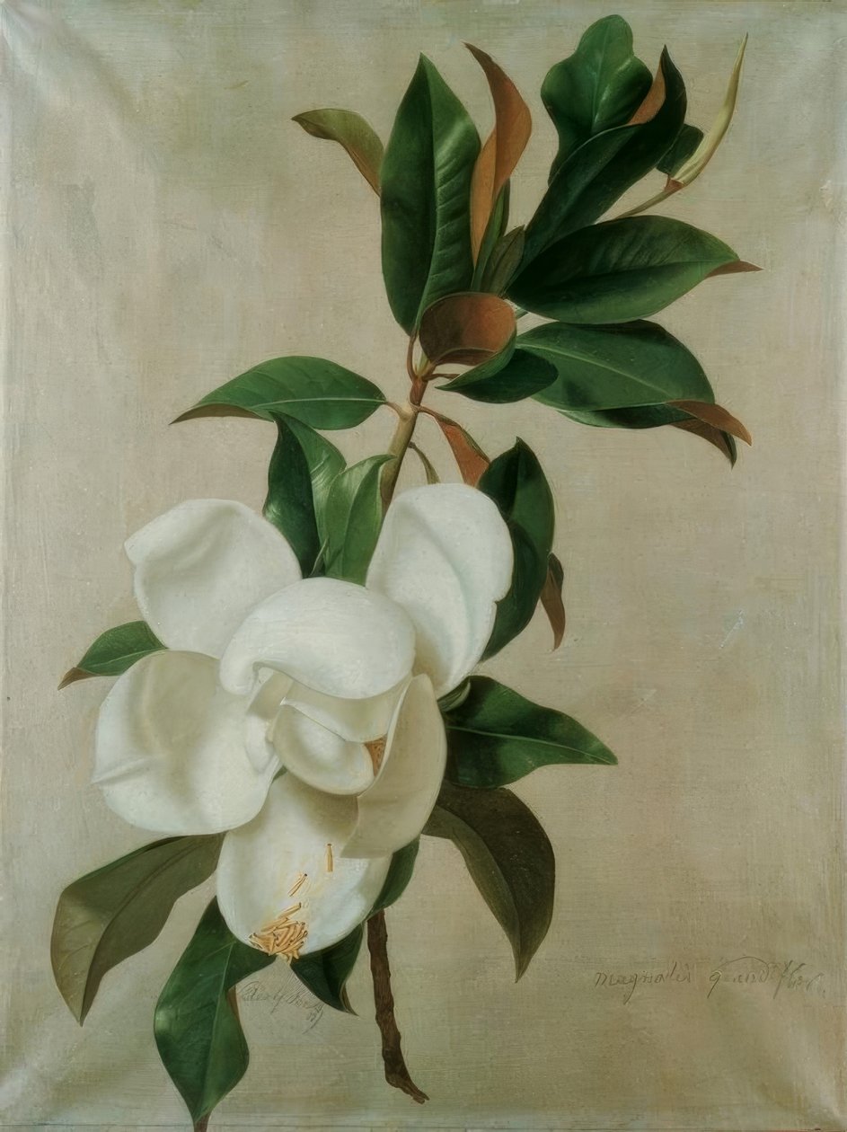 Magnolia da Adolf Senff