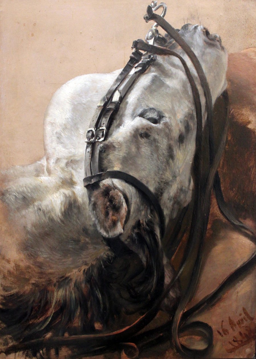 Studio di cavallo da Adolph Menzel