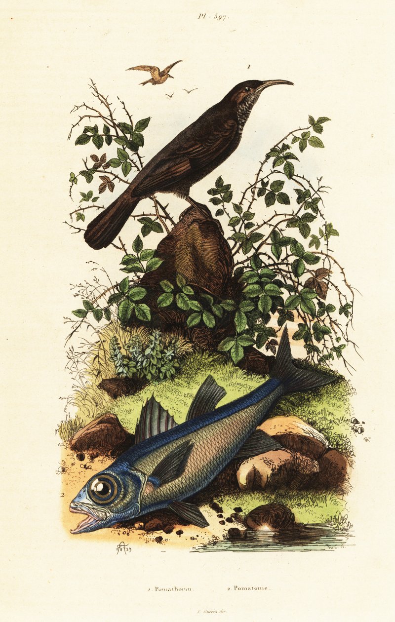 Babbler coronato grigio e pesce cardinale nero da Adolph (after) Fries