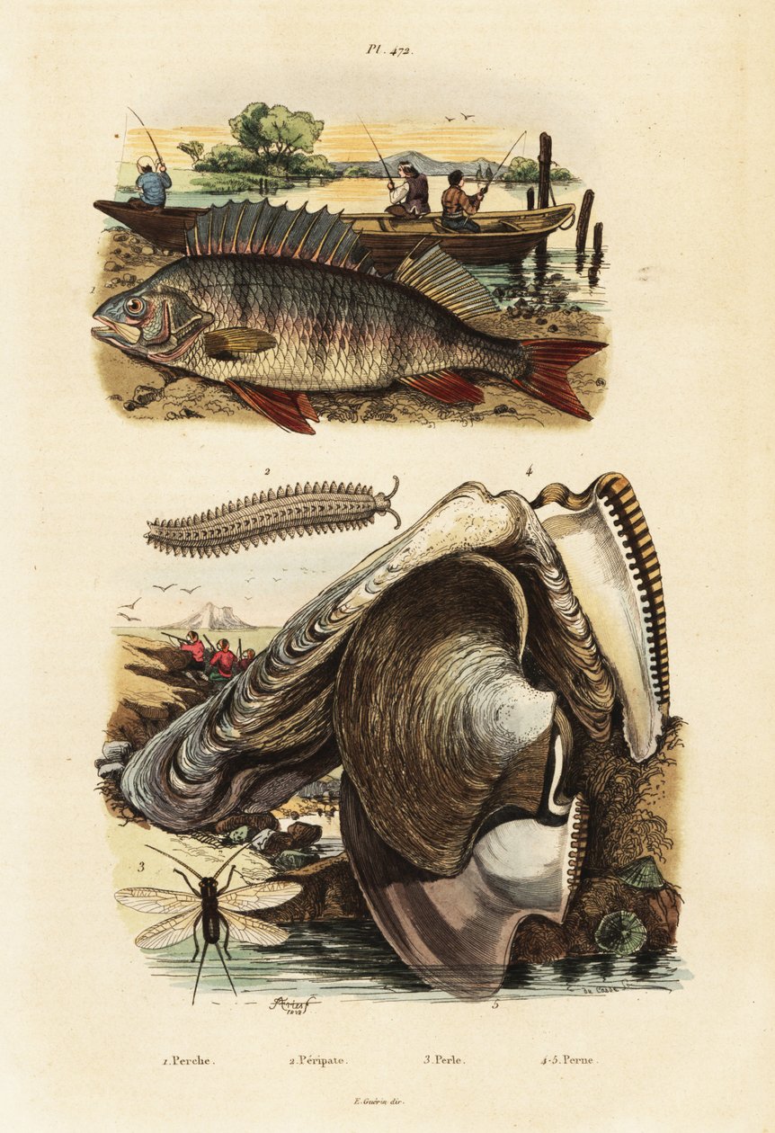 Persico, ostrica perlifera, verme di velluto e crisopa, 1834-1839 (incisione) da Adolph (after) Fries