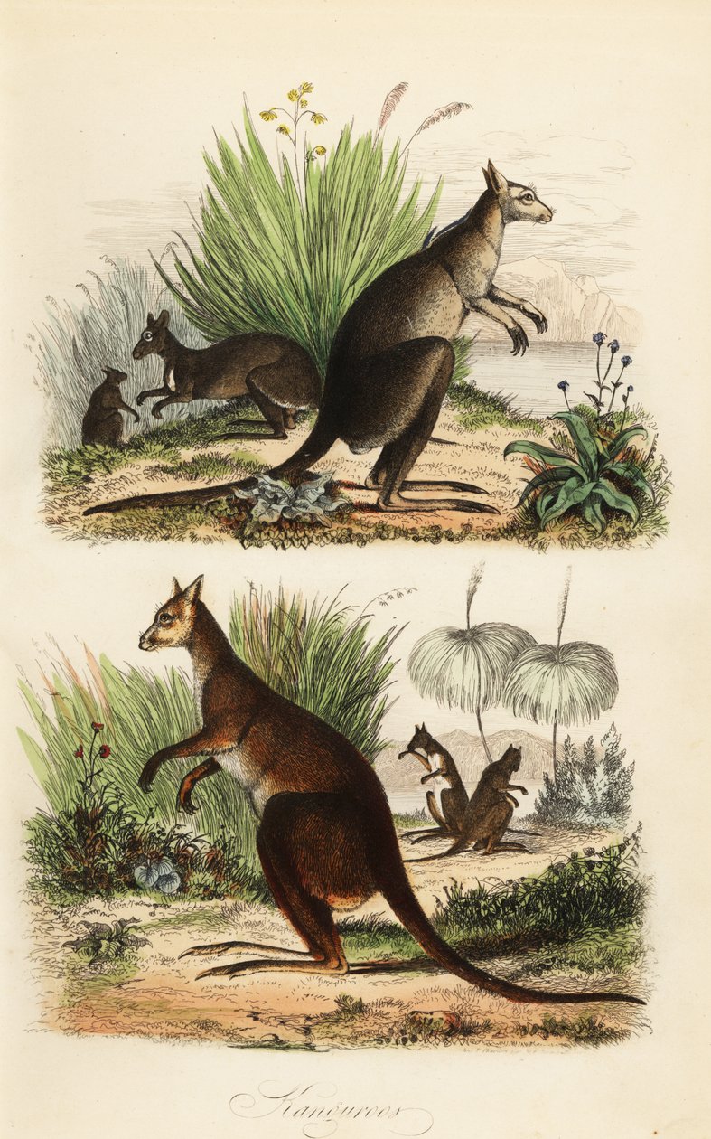 Canguro rosso, Macropus rufus (in basso), canguro grigio orientale, Macropus giganteus (in alto a destra), e wallaby scuro, Thylogale brunii (in alto a sinistra) da Adolph (after) Fries