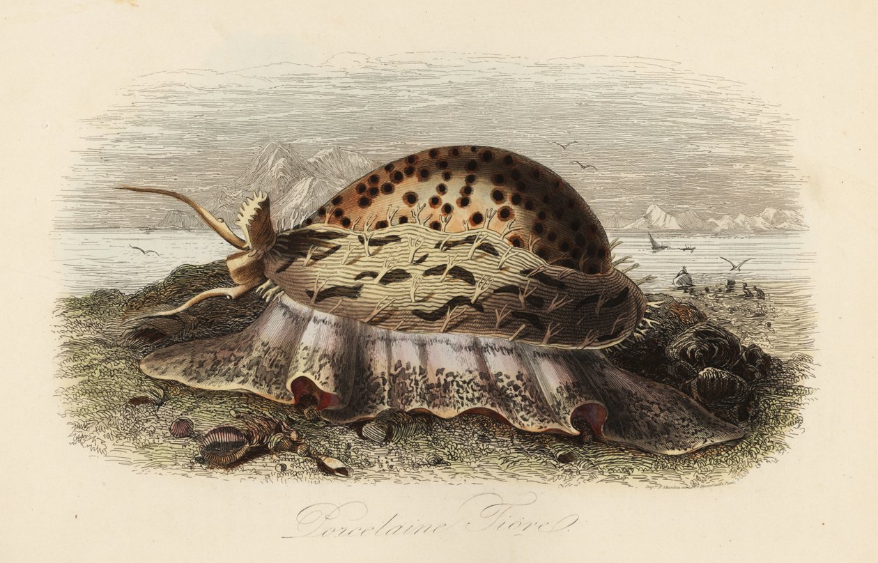 Porcellana tigre, Cypraea tigris da Adolph (after) Fries