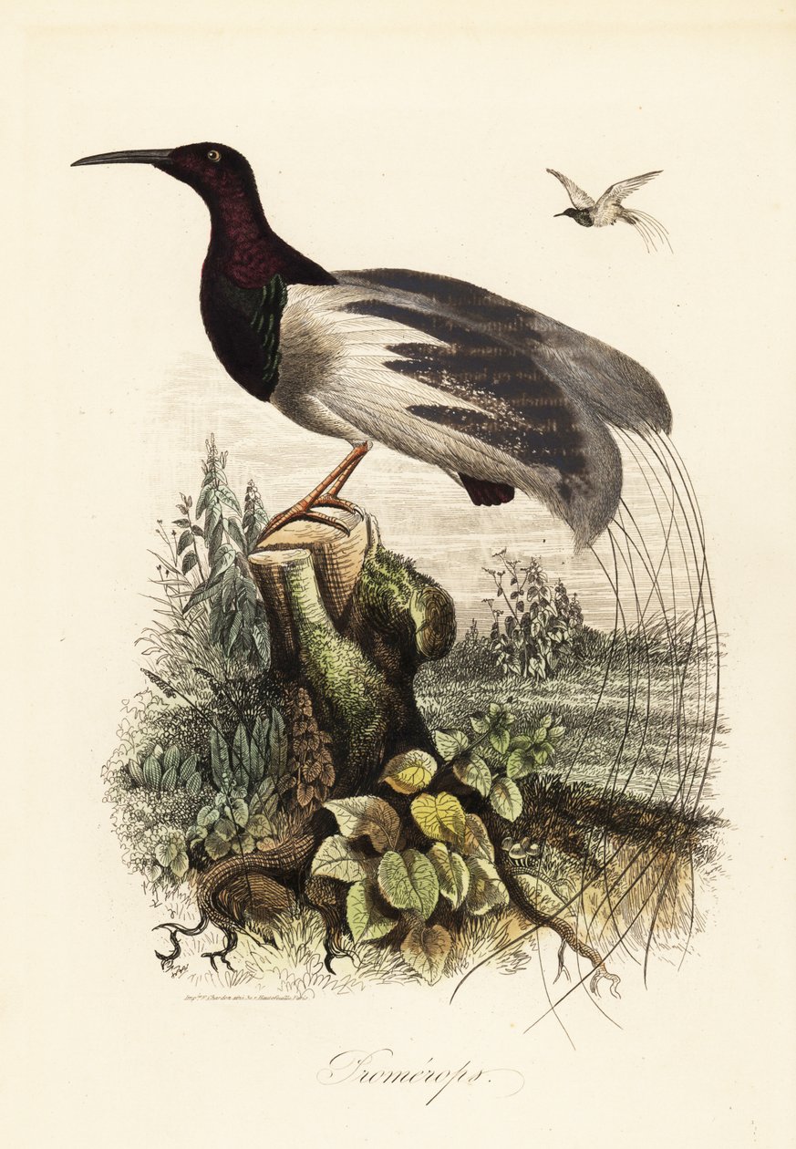 Uccello del paradiso a dodici fili, Seleucidis melanoleucus da Adolph (after) Fries