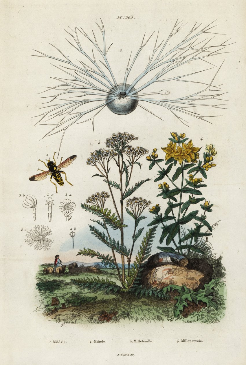Achillea, iperico, foraminiferi e sirfidi, 1834-1839 (incisione) da Adolph (after) Fries