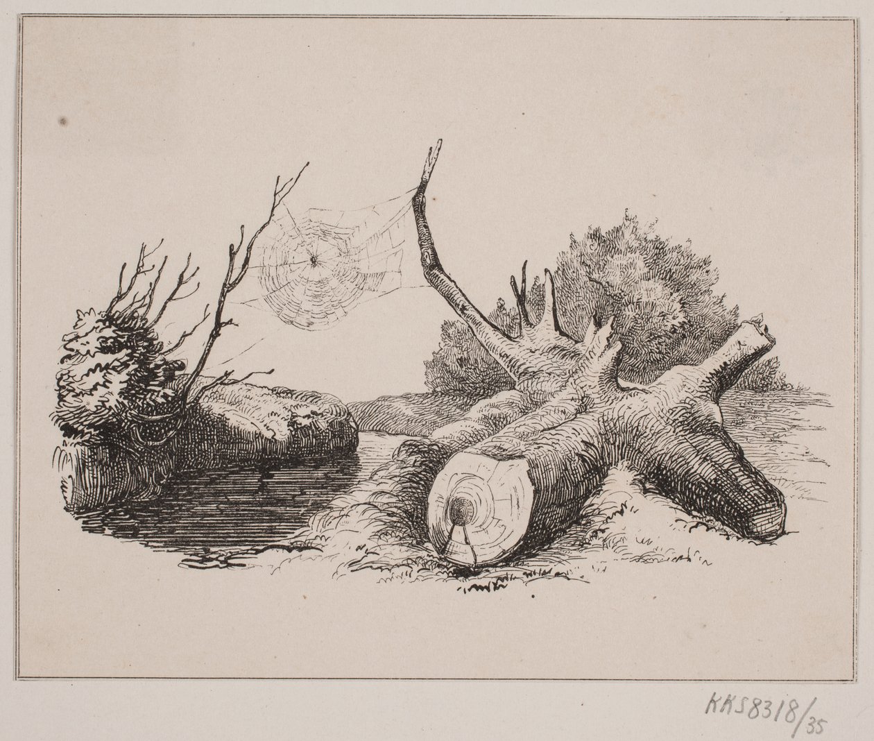 Il ragno da Johan Adolph Kittendorff