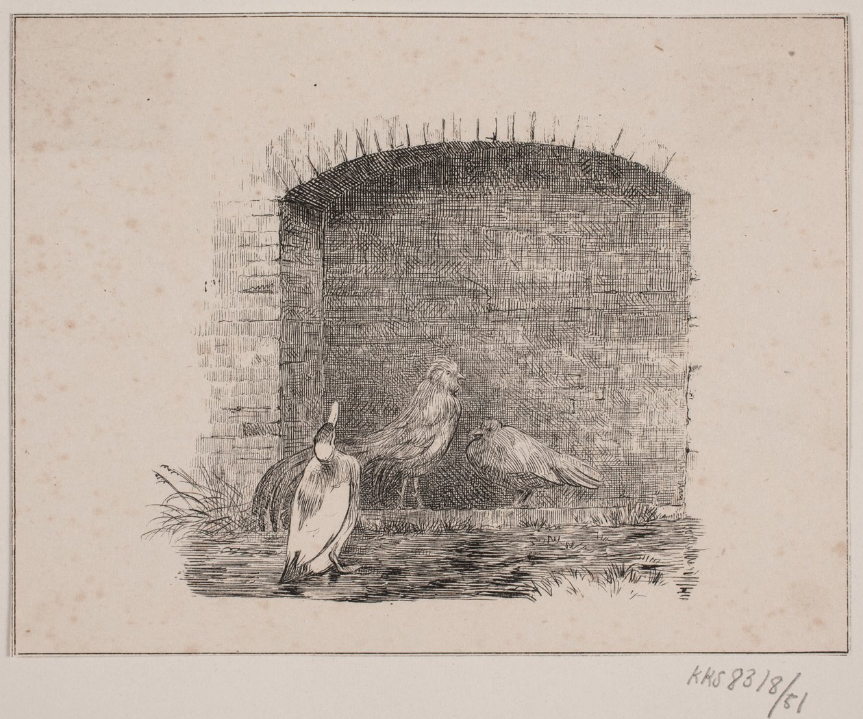 Galline e anatre da Johan Adolph Kittendorff
