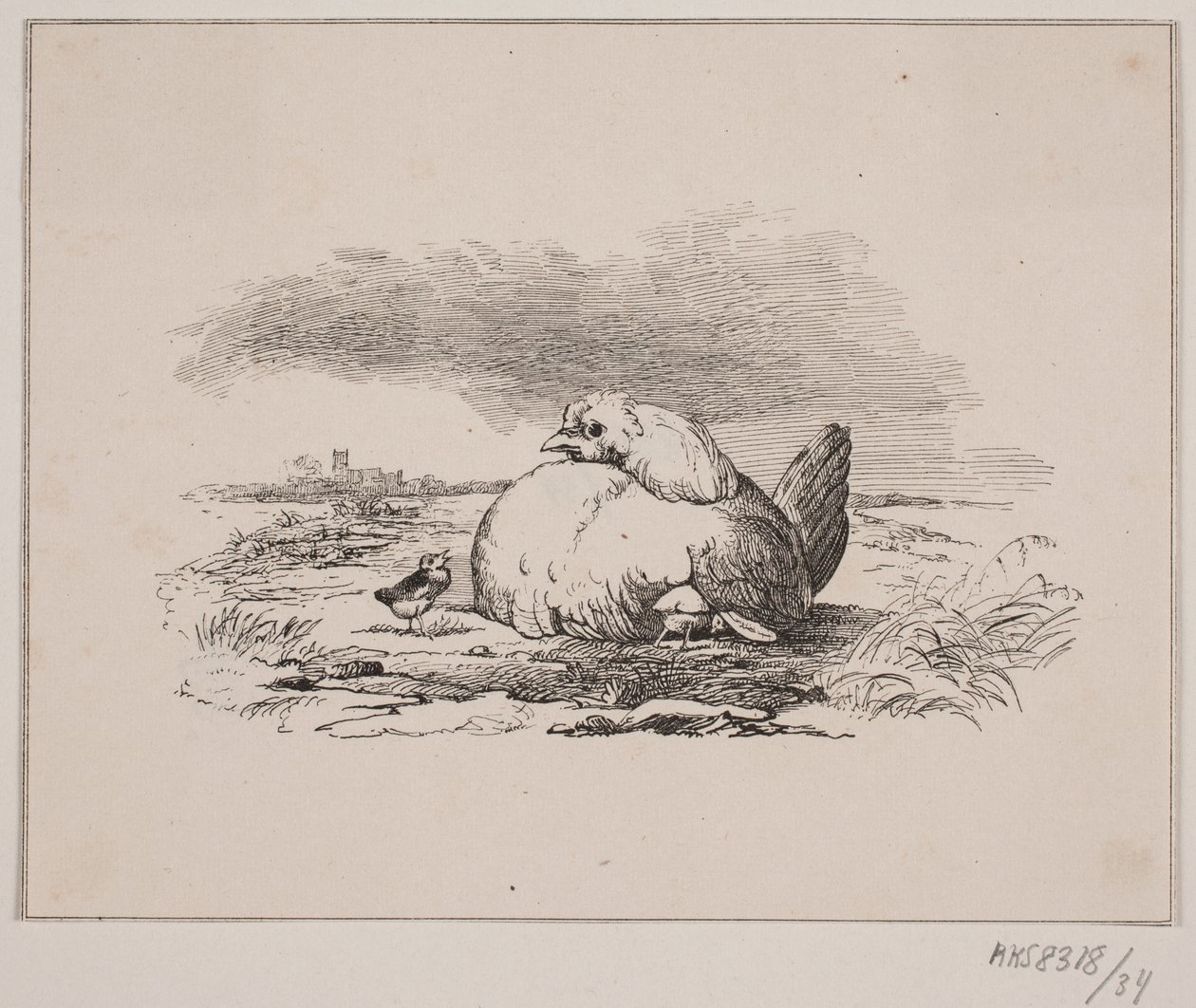 I pulcini da Johan Adolph Kittendorff