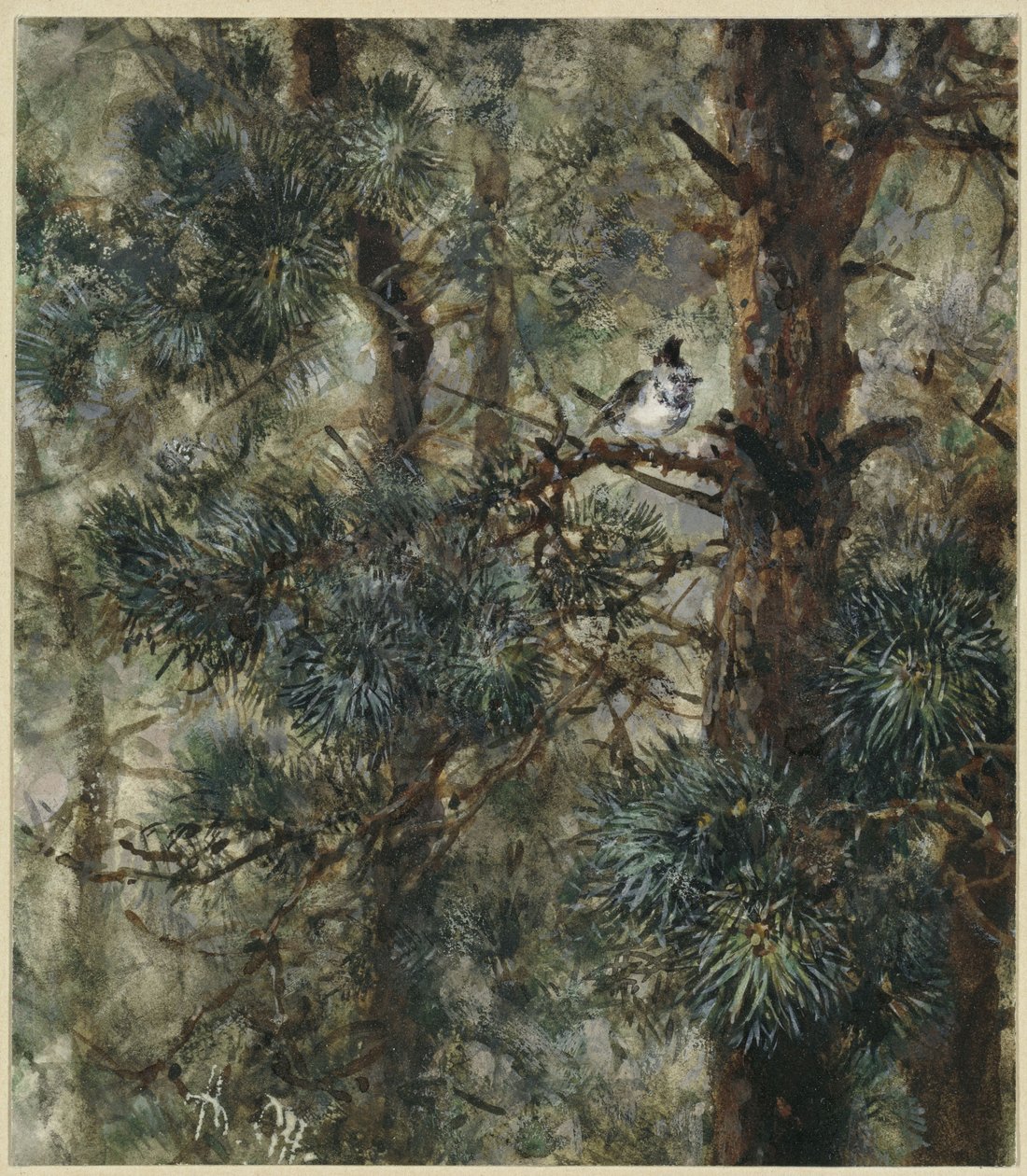 La cinciallegra tra i rami di un pino. Tratto dall’“Album dei bambini” da Adolph Menzel