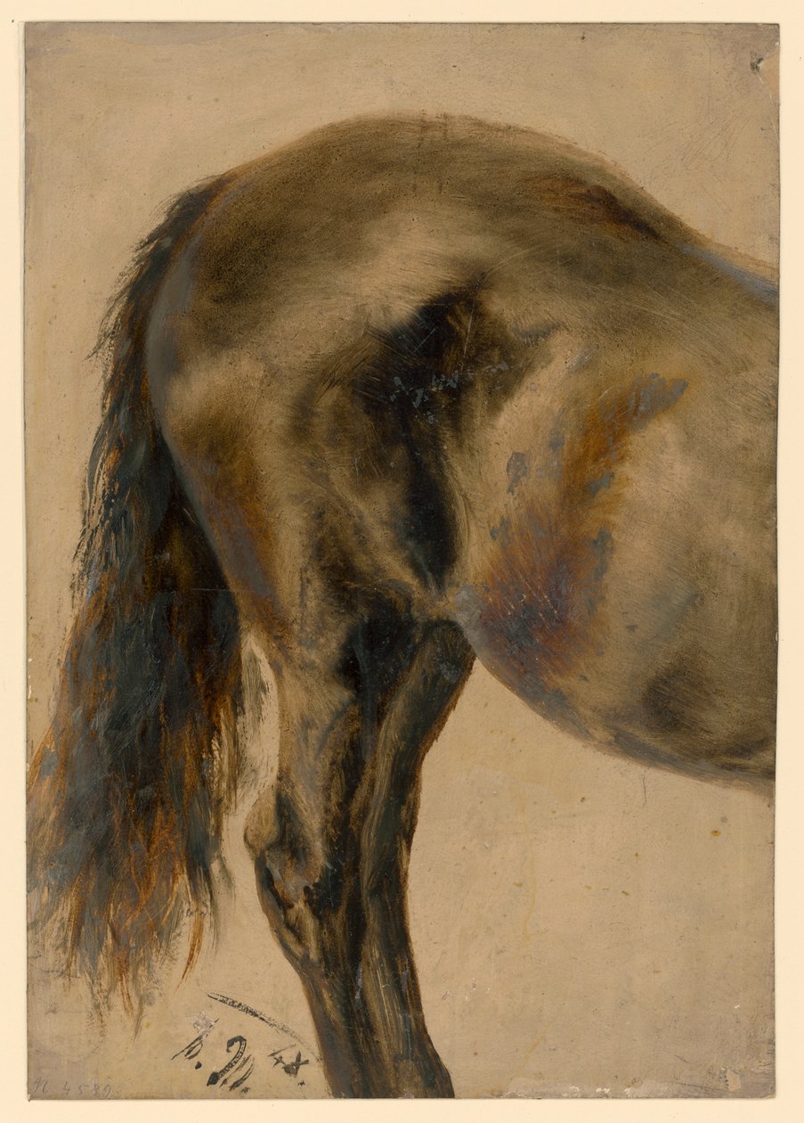 Profilo della parte posteriore di un cavallo da Adolph Menzel