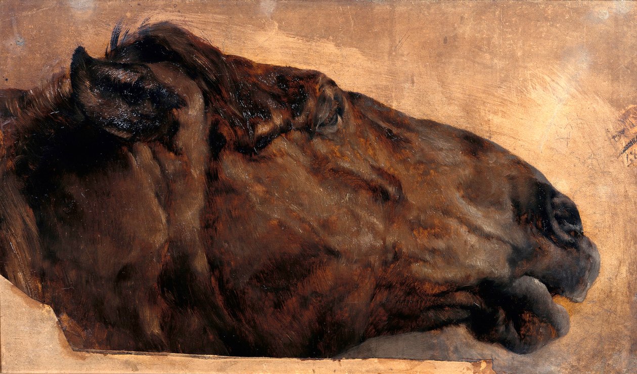 Studio di cavallo. Testa vista di profilo verso destra da Adolph Menzel