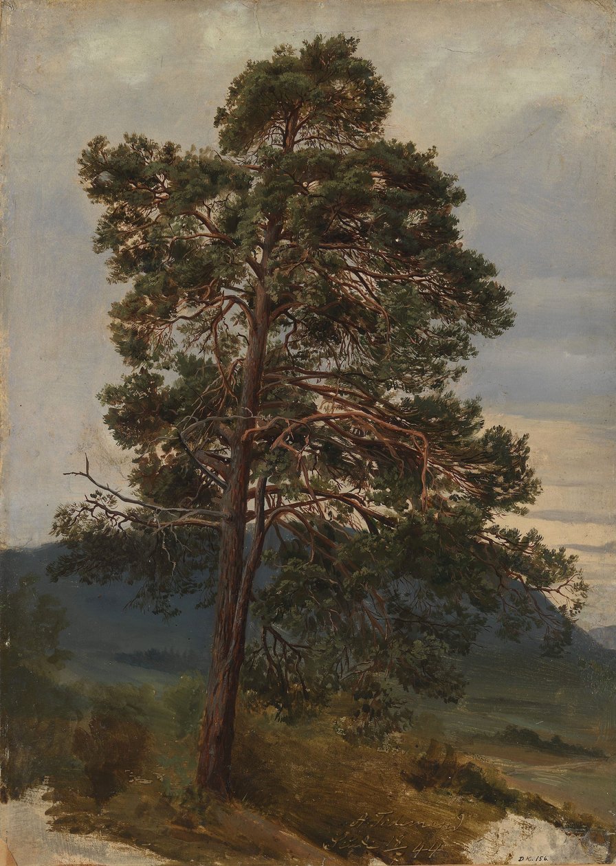 Studio di un pino da Adolph Tidemand
