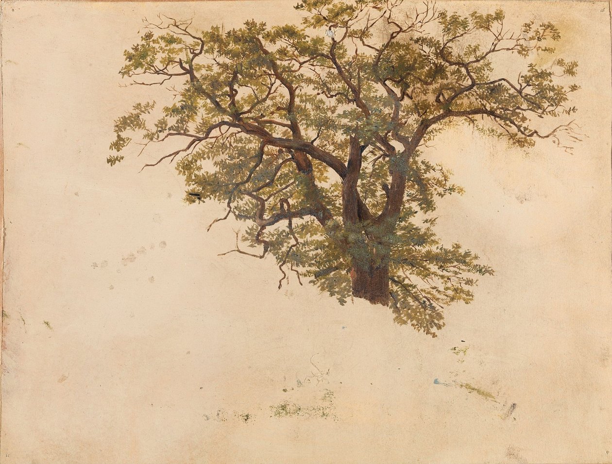 Studio di una quercia da Adolph Tidemand