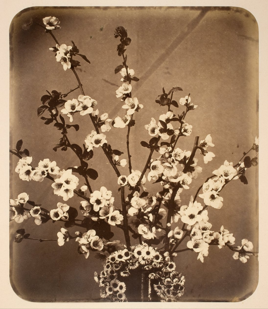 Natura Morta Floreale da Adolphe Braun