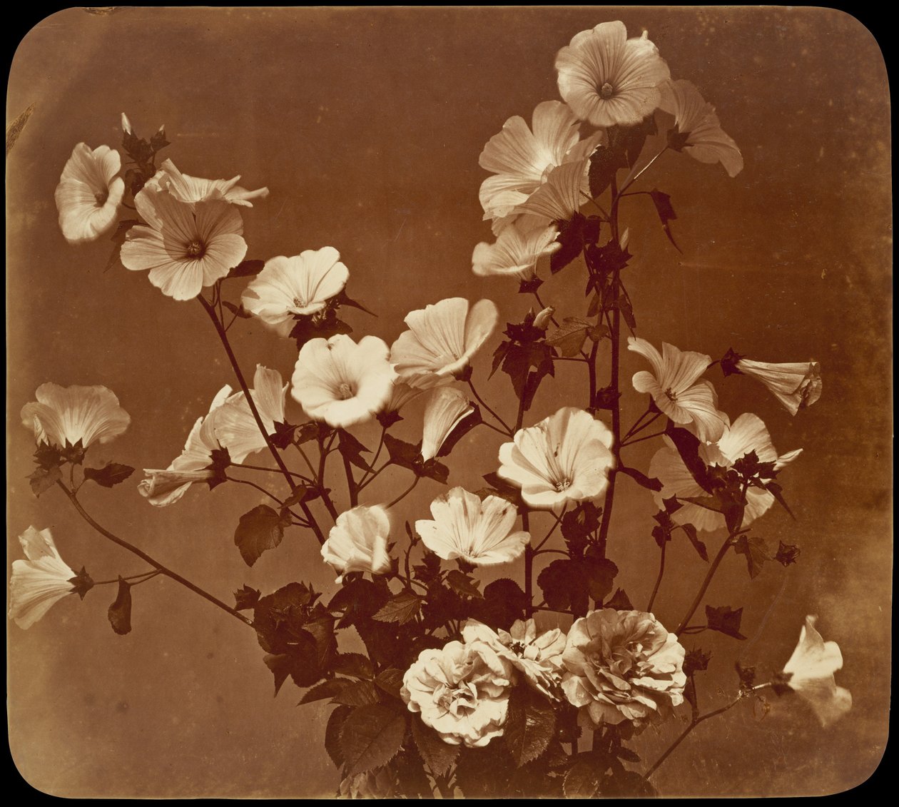[Studio floreale, Rosa di Sharon] da Adolphe Braun