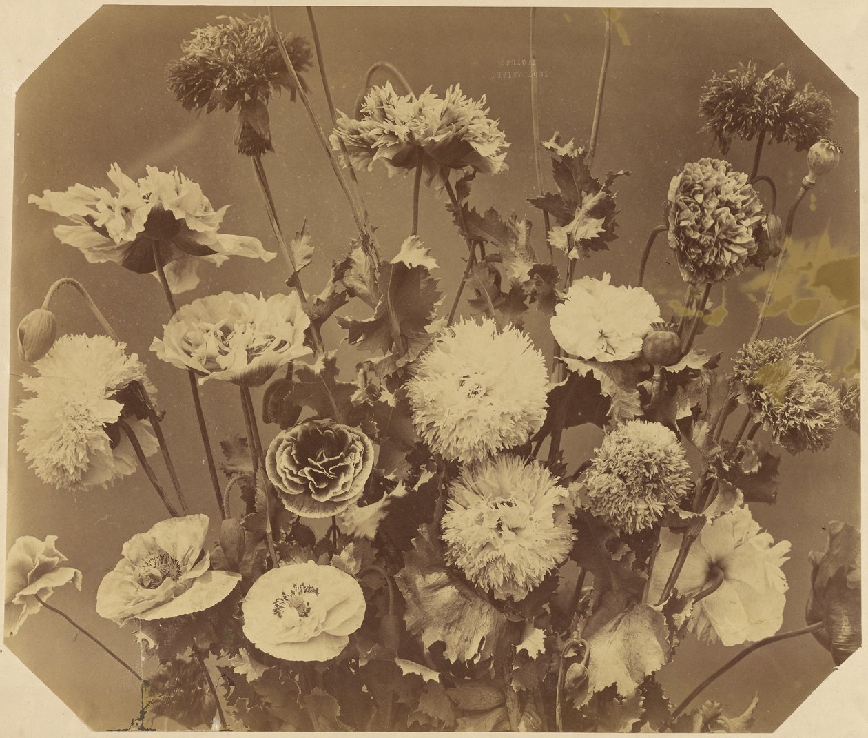 [Fiori] da Adolphe Braun