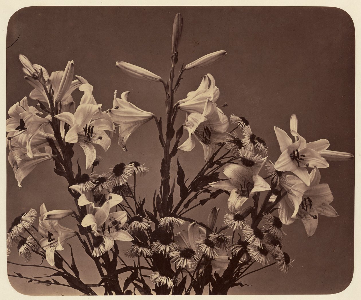 [Fiori] da Adolphe Braun