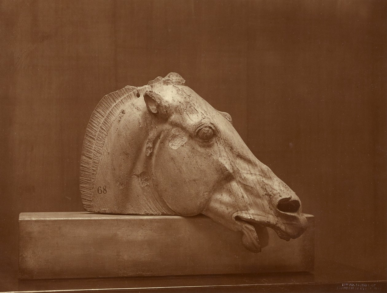 [Testa di cavallo proveniente dal frontone del Partenone, British Museum] da Adolphe Braun