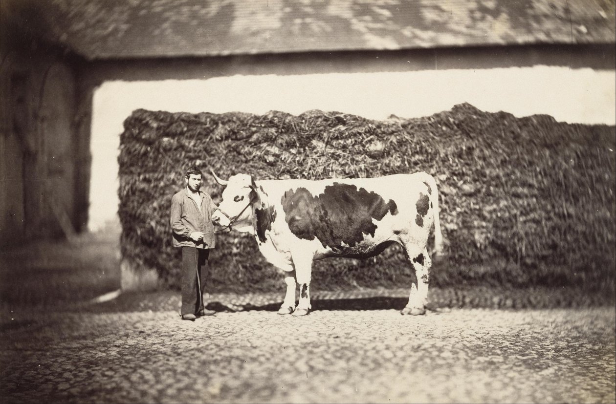 [Premio Bull] da Adolphe Braun