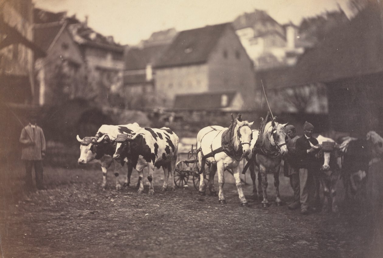 Senza titolo (Animali da fattoria) da Adolphe Braun