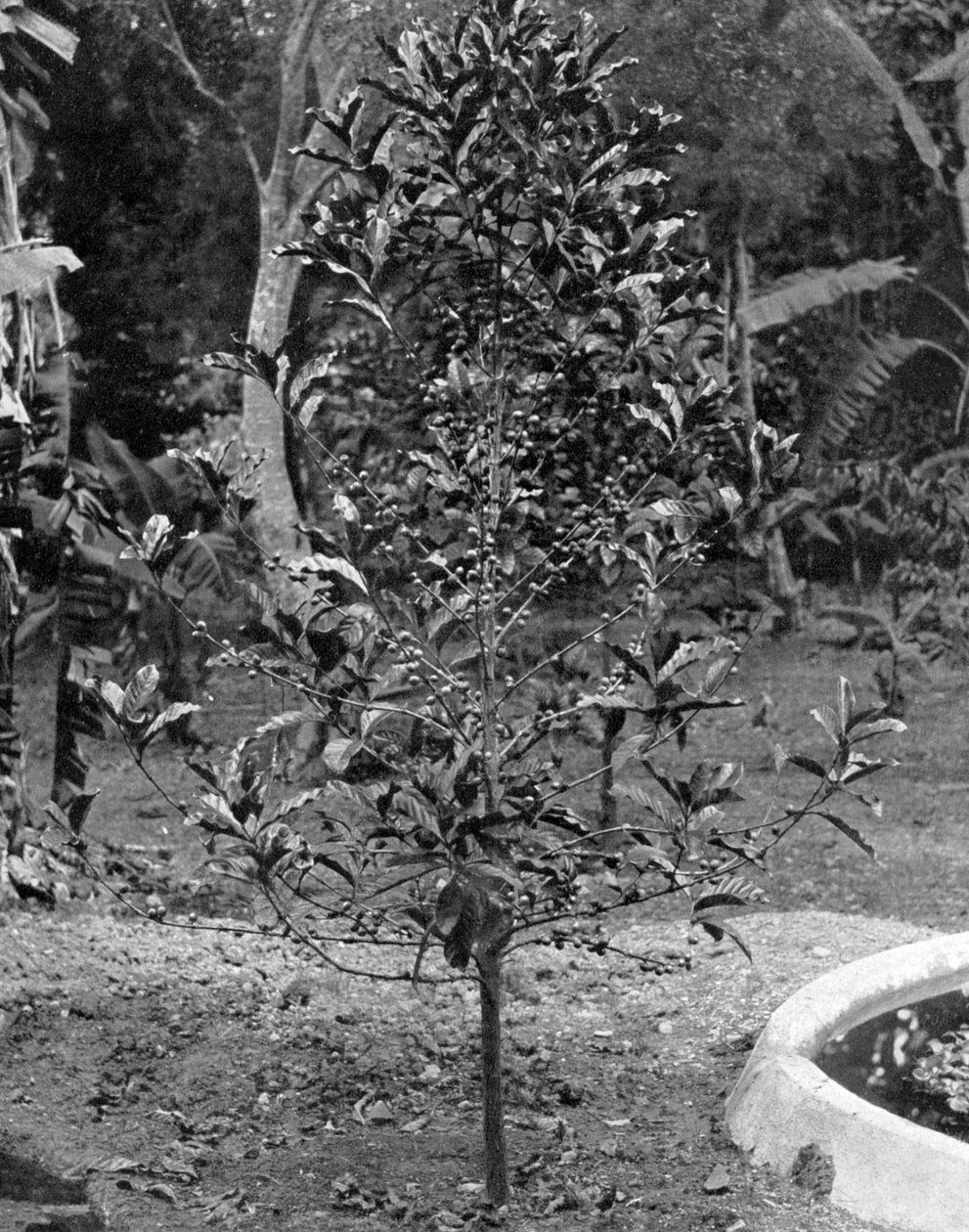 Albero del caffè, Giamaica da Adolphe Duperly and Son