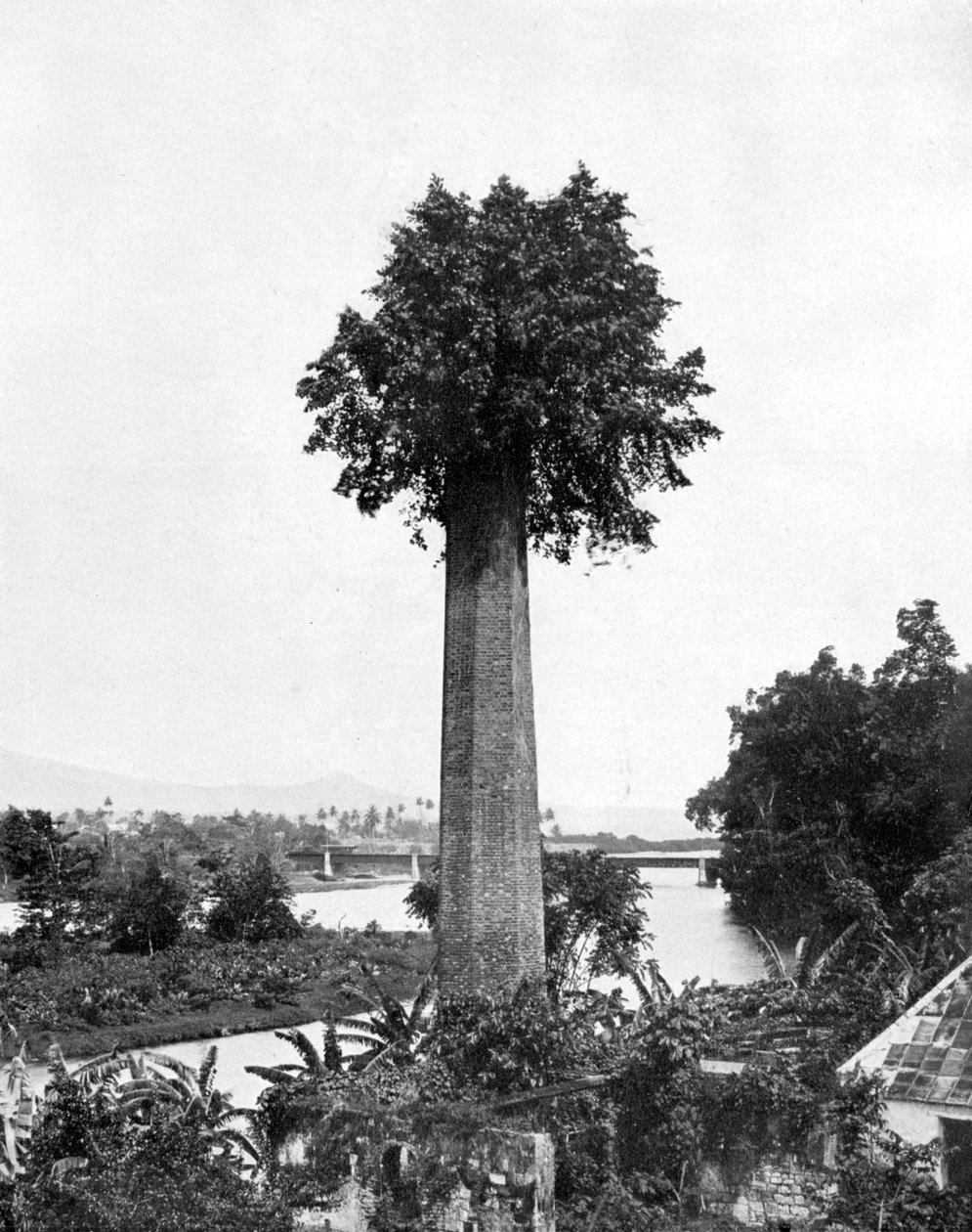 Albero che cresce dal vecchio camino della piantagione di zucchero, Giamaica, c1905 da Adolphe Duperly and Son