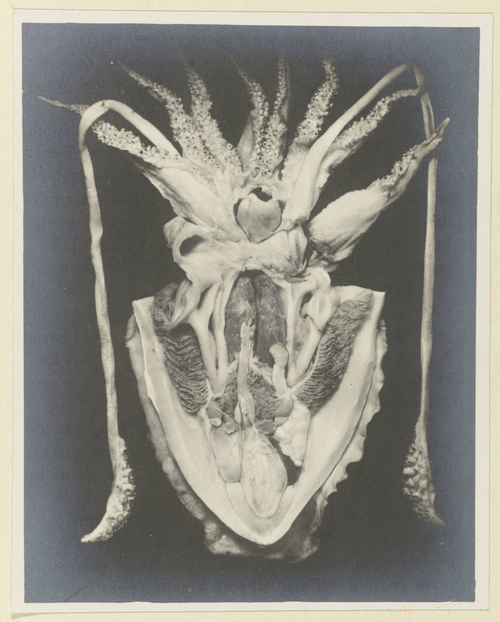 Anatomia di una seppia da Adolphe Louis Donnadieu
