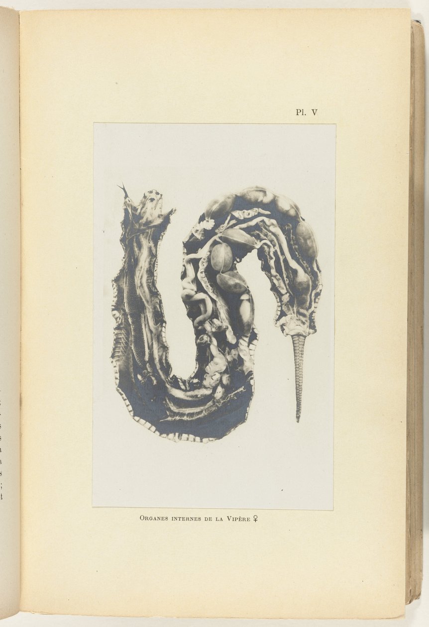 Vipera aperta con organi visibili da Adolphe Louis Donnadieu