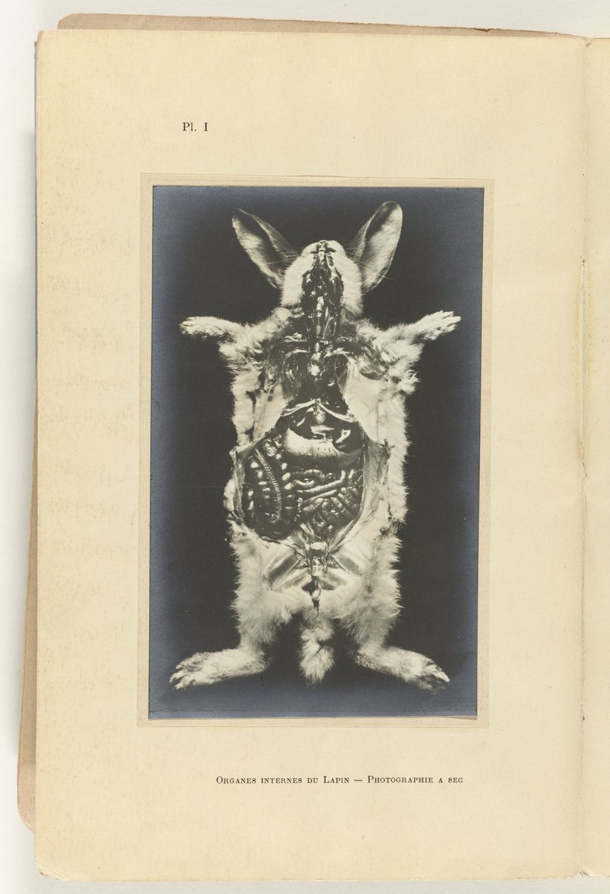 Coniglio aperto con organi visibili da Adolphe Louis Donnadieu