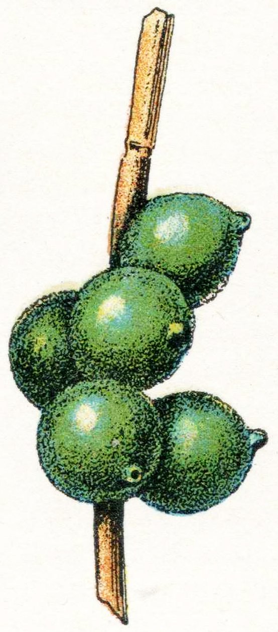 Uova di seppia da Adolphe Philippe Millot
