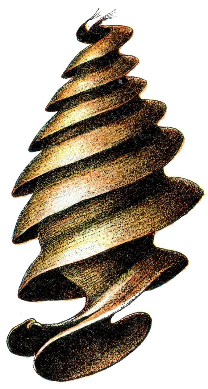 Capsula d