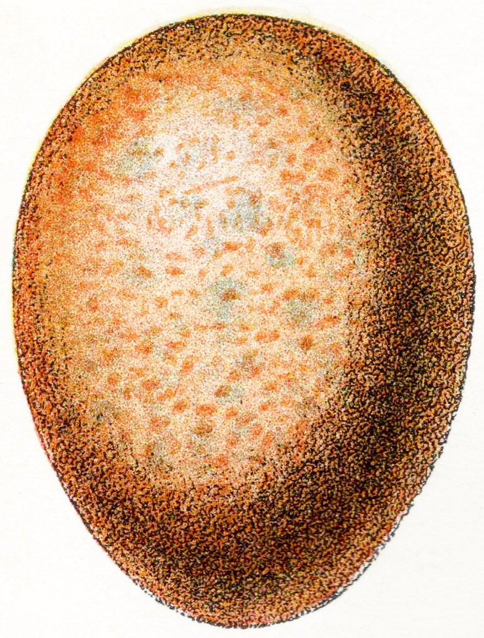 Uovo di falco, 1923 da Adolphe Philippe Millot
