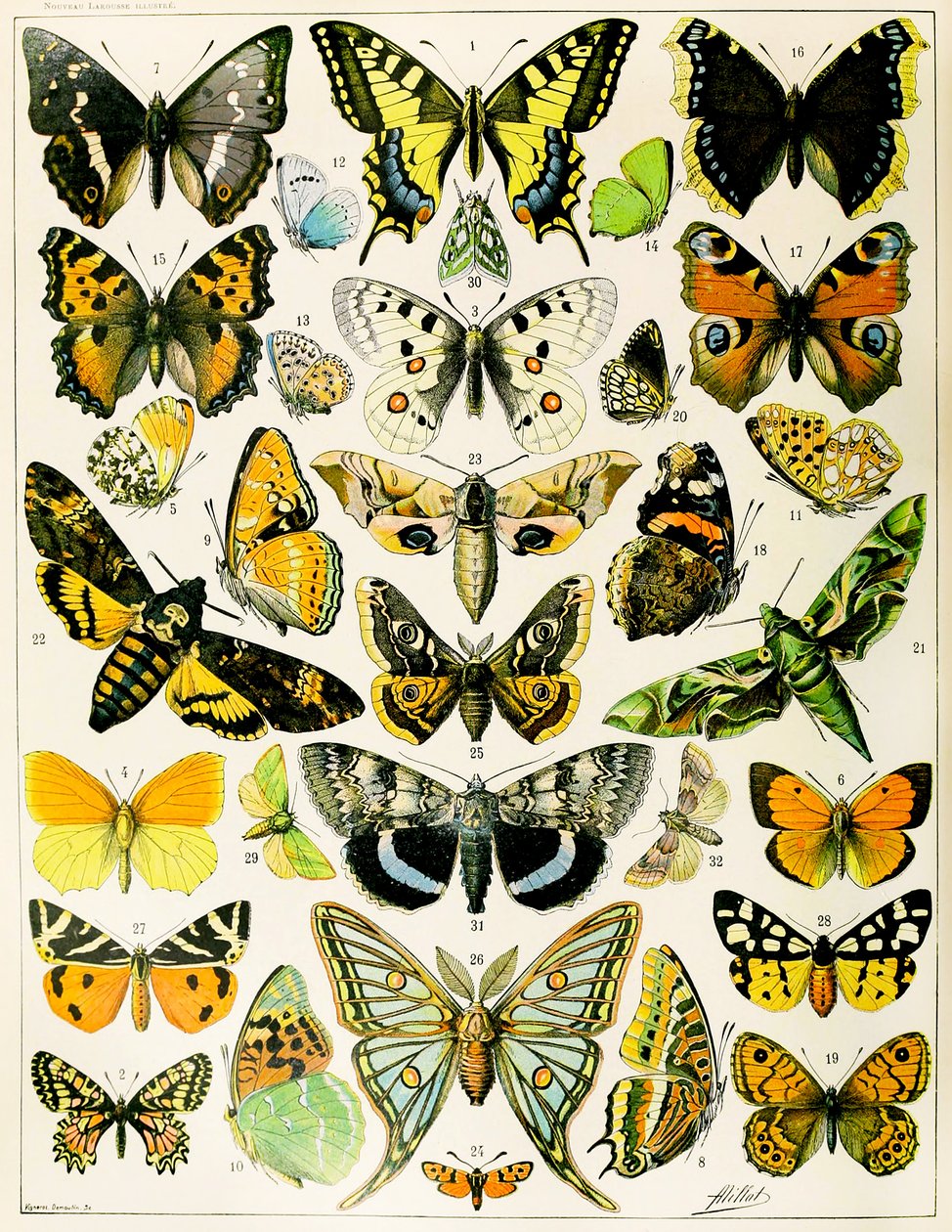Illustrazione di farfalle e falene c.1923 da Adolphe Philippe Millot